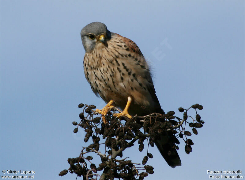 Common Kestrel male adult