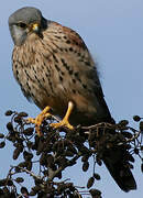 Common Kestrel