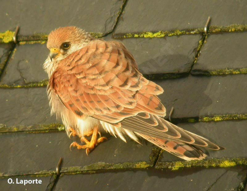 Lesser Kestrel