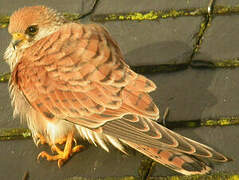 Lesser Kestrel