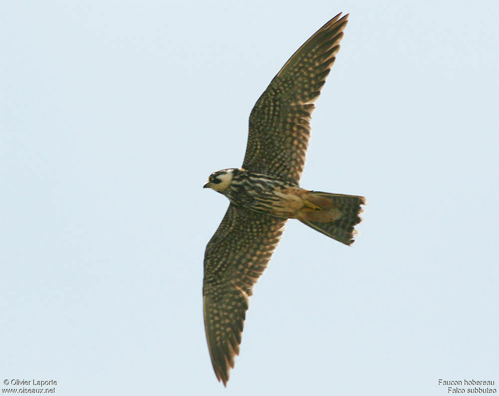 Eurasian Hobby