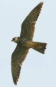 Eurasian Hobby