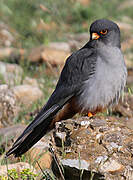 Red-footed Falcon