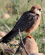 Red-footed Falcon