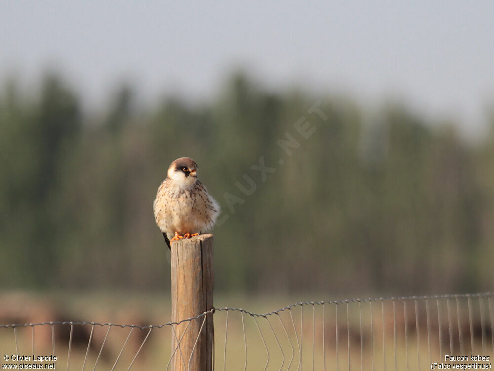 Red-footed Falconimmature