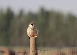 Red-footed Falcon