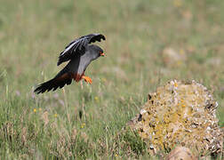 Red-footed Falcon