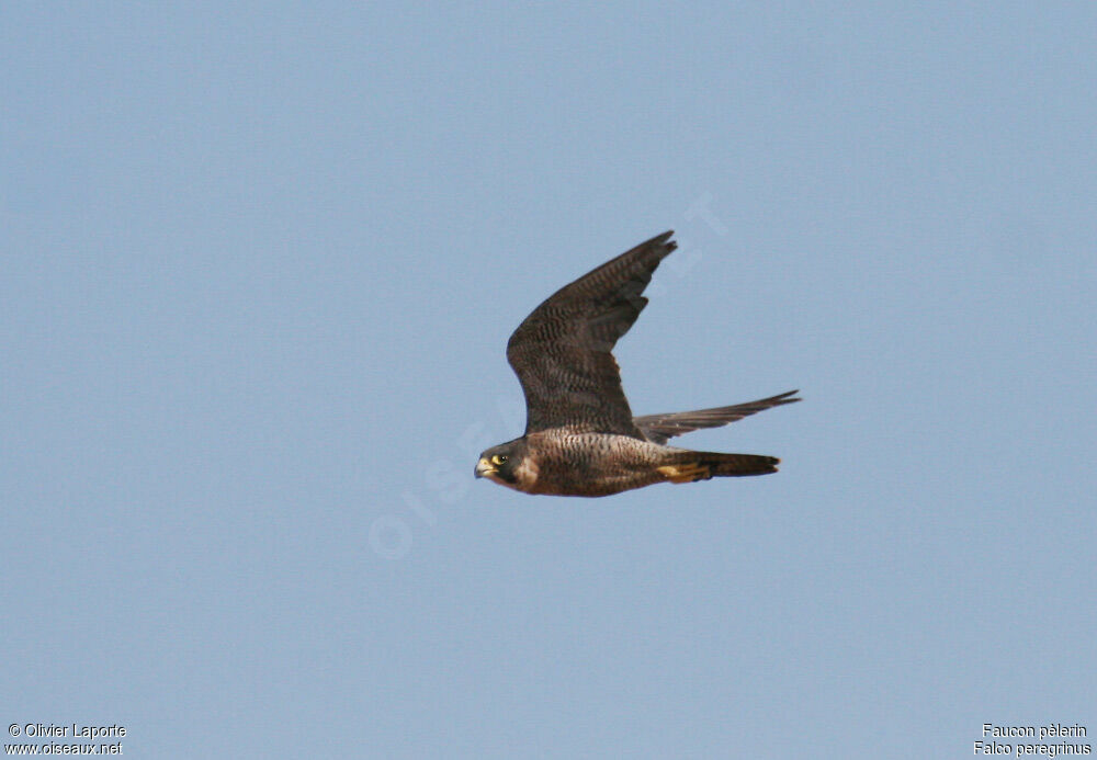 Peregrine Falconadult, Flight