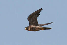 Peregrine Falcon