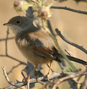 Spectacled Warbler