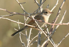 Spectacled Warbler