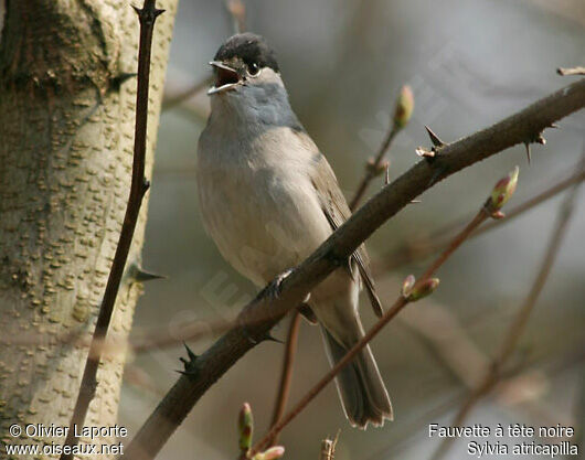 Eurasian Blackcap male adult breeding