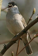 Eurasian Blackcap