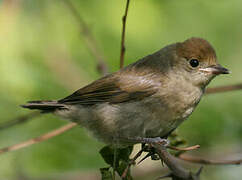 Eurasian Blackcap