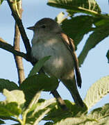 Garden Warbler