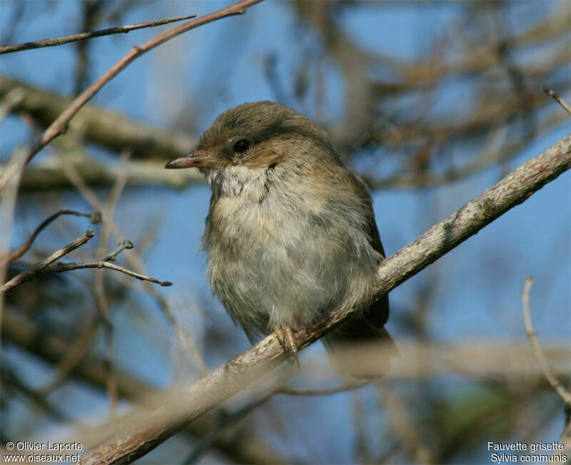 Common Whitethroatjuvenile