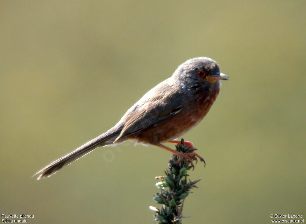 Dartford Warbler male adult, identification