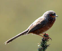 Dartford Warbler