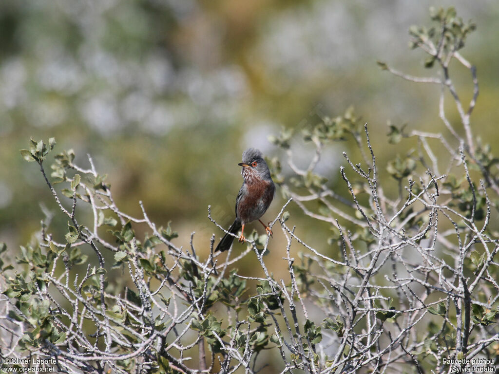 Dartford Warbler