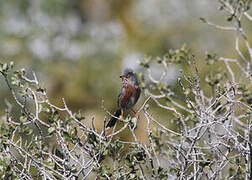 Dartford Warbler