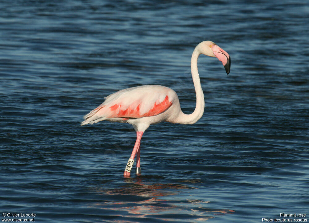 Greater Flamingoadult, identification