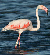 Flamant rose