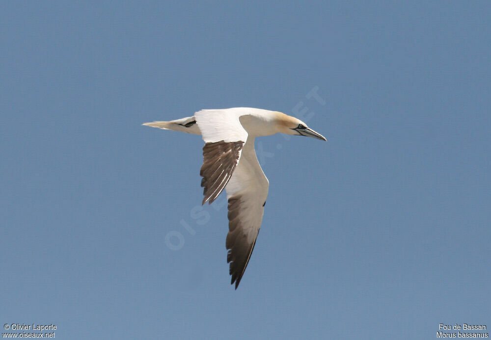 Northern Gannetadult, Flight