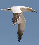 Northern Gannet