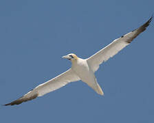 Northern Gannet