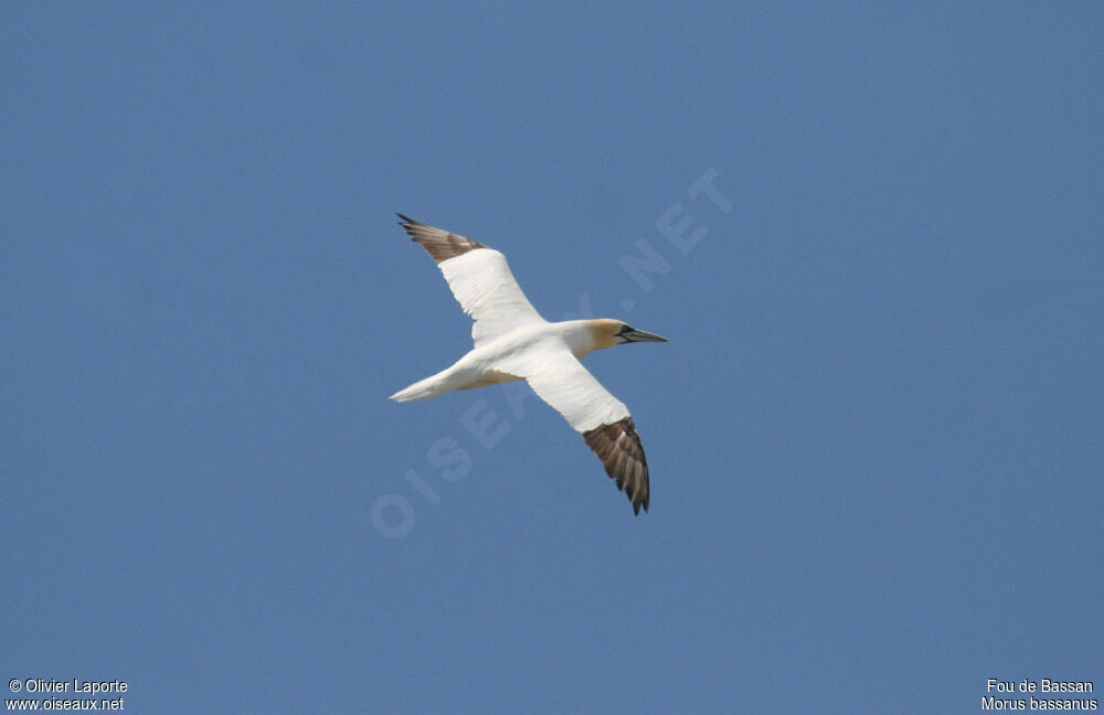 Northern Gannetadult, Flight