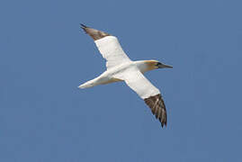 Northern Gannet