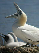 Northern Gannet