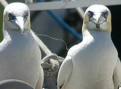 Northern Gannet