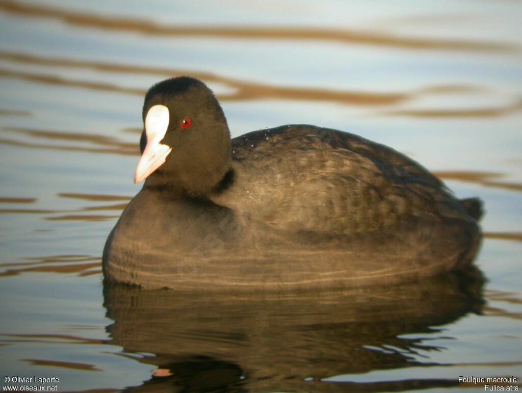 Foulque macrouleadulte