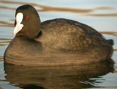 Eurasian Coot