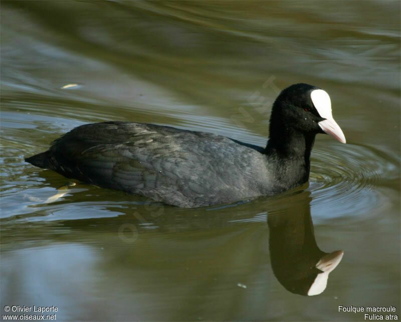 Eurasian Coot