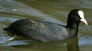 Eurasian Coot