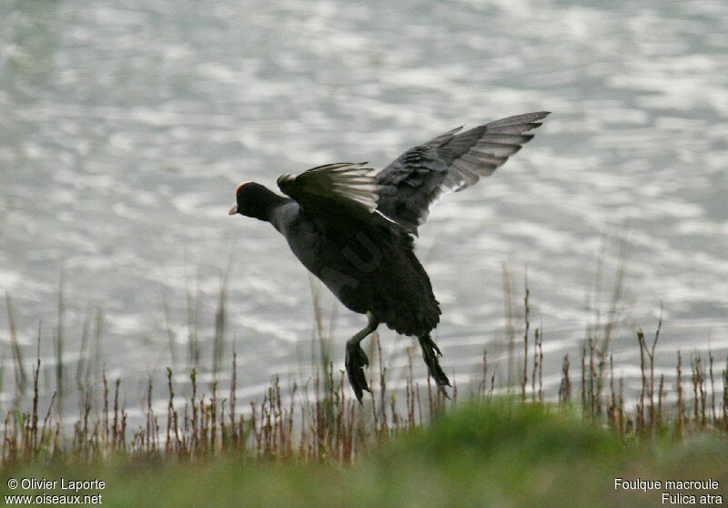 Eurasian Coot