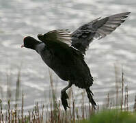 Eurasian Coot