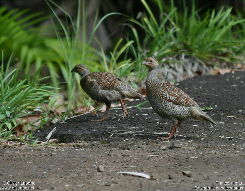 Grey Francolin