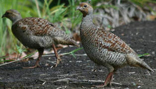 Francolin gris