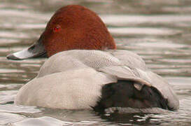 Common Pochard