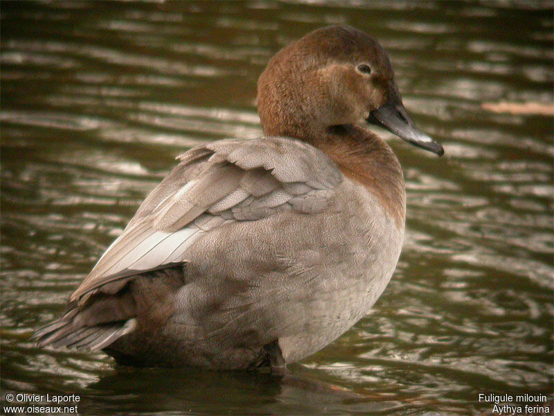 Common Pochard female adult post breeding