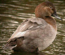 Common Pochard