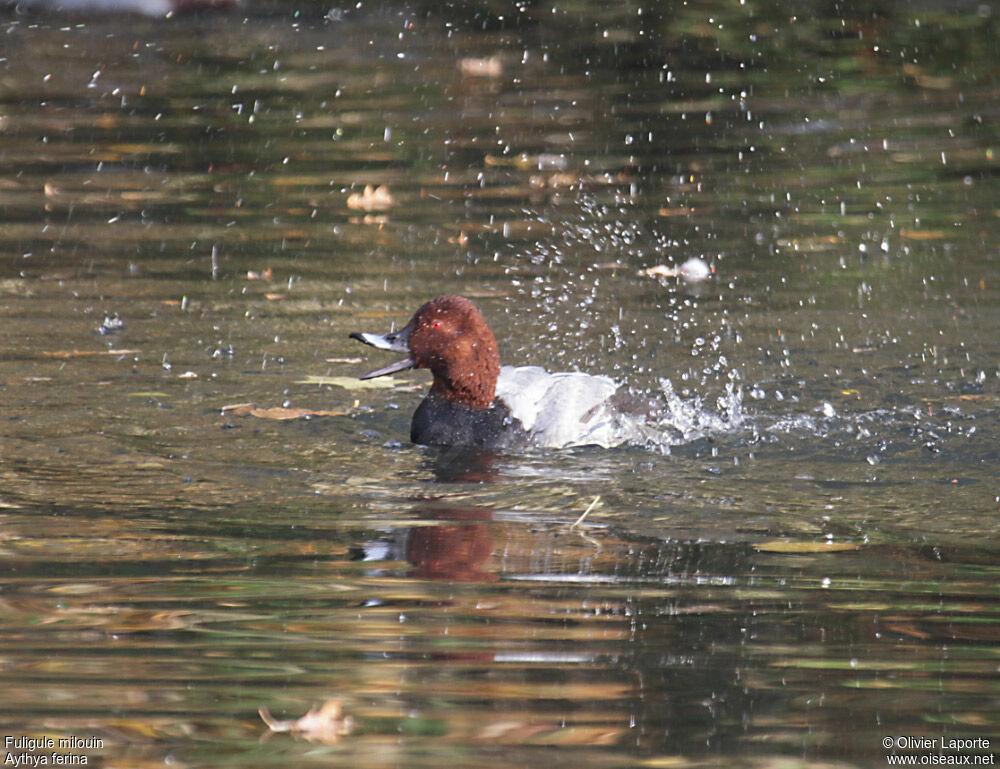 Common Pochard, Behaviour