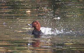 Common Pochard