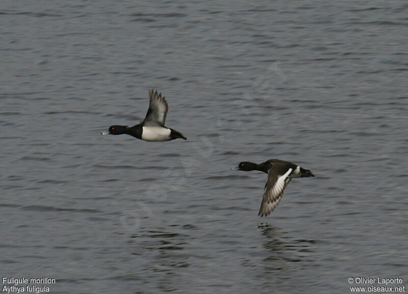 Tufted Duck male, Flight