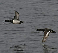 Tufted Duck