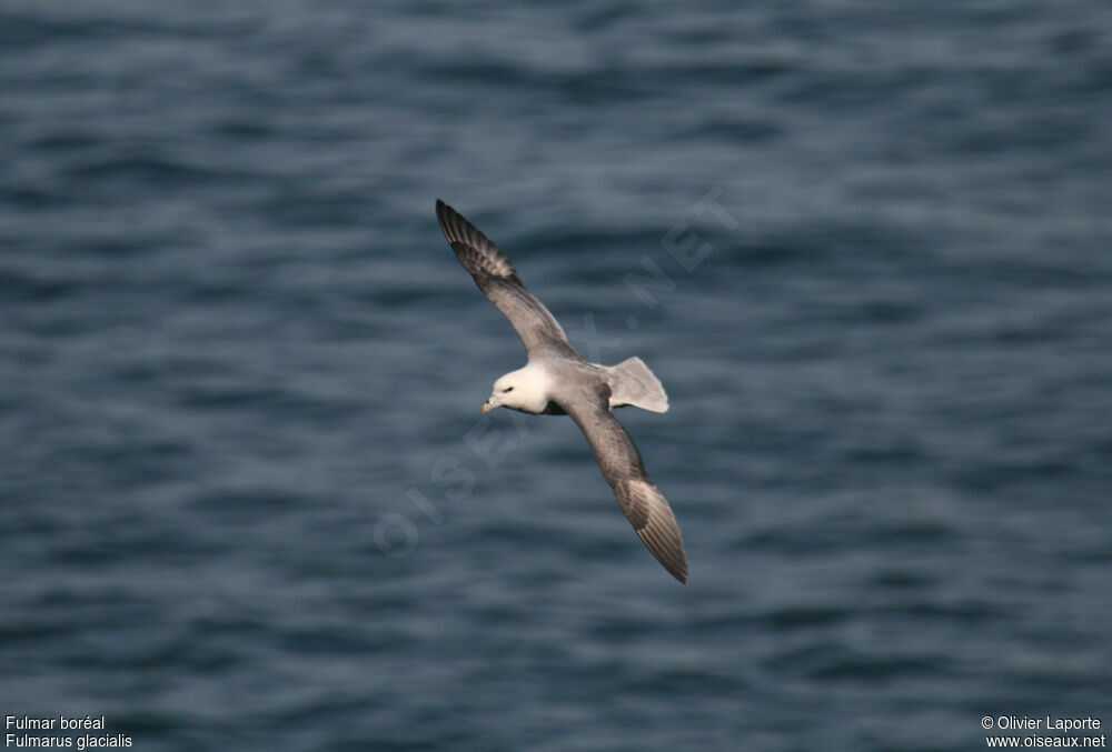 Fulmar boréal, identification, Vol, Comportement