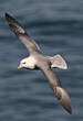 Fulmar boréal